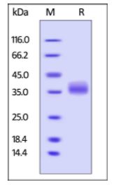 Human Galectin-3, His Tag on SDS-PAGE under reducing (R) condition. The gel was stained overnight with Coomassie Blue. The purity of the protein is greater than 95%.